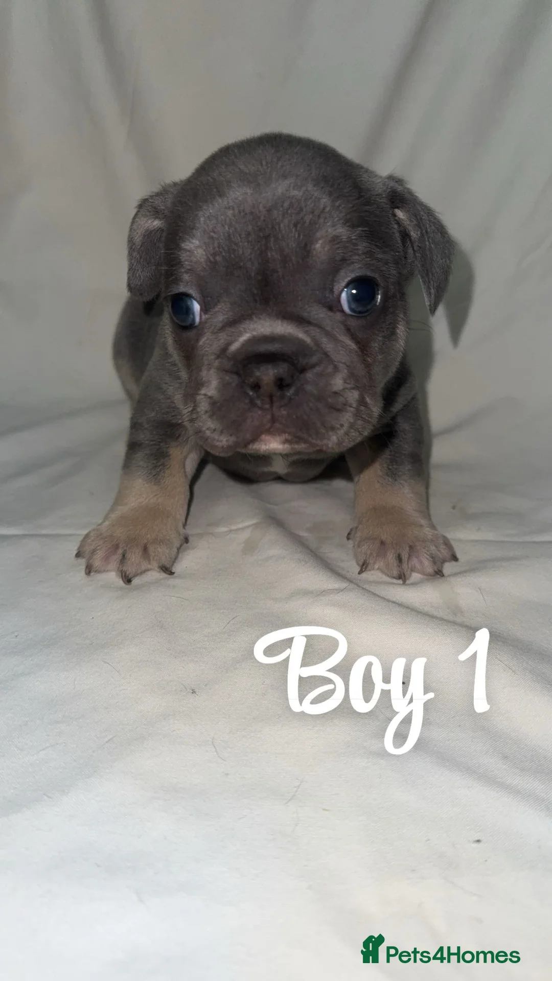 French Bulldog dogs for sale: French bull - Advert 1