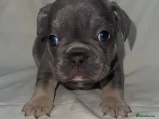 French Bulldog dogs French bull - Advert 3