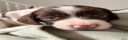 English Springer Spaniel dogs for sale: English springer spaniel pup - Advert 3