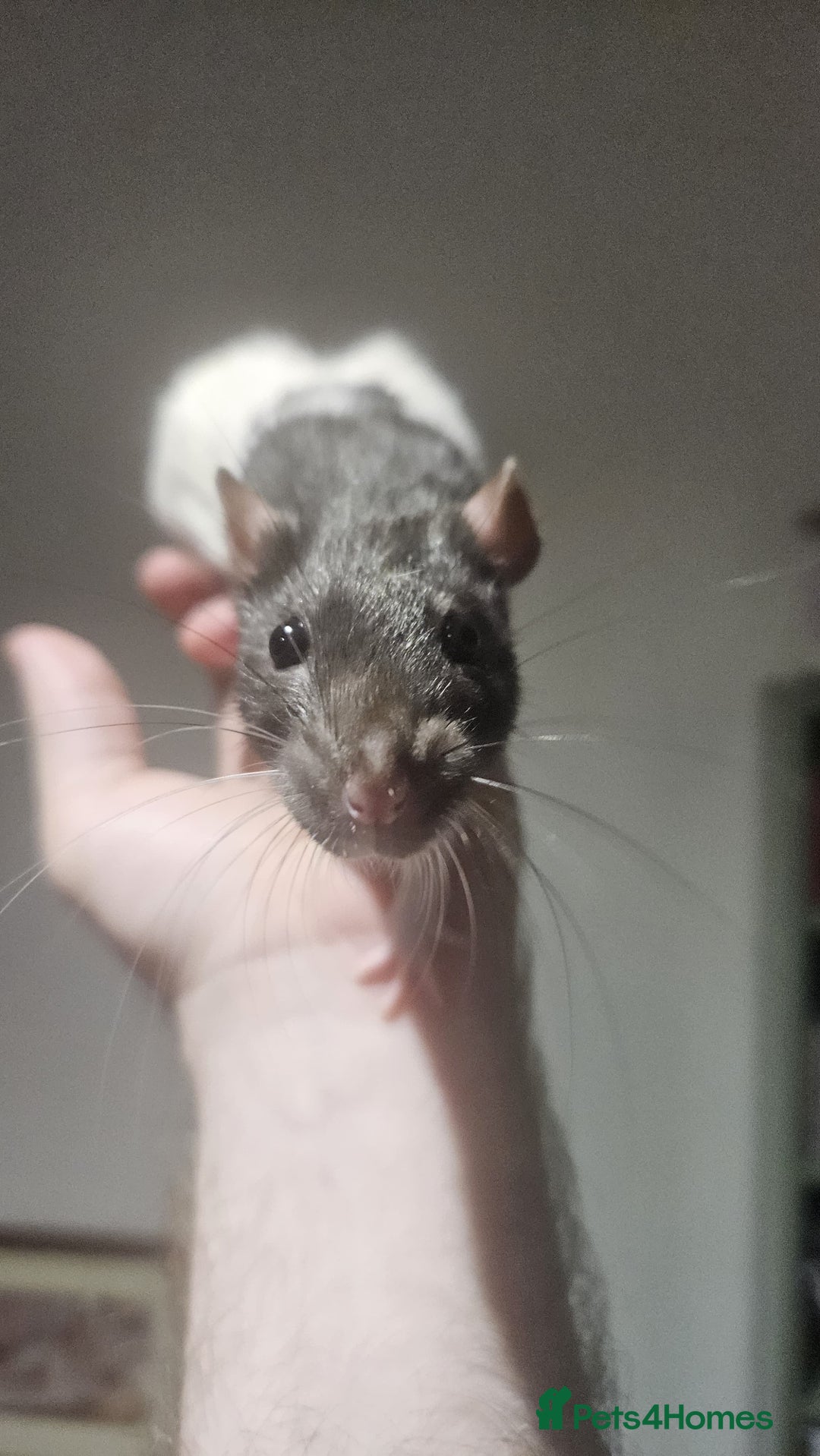Rat rodents for sale: 2 young female rats need a new home - Image 5