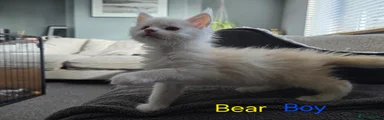 Maine Coon 1