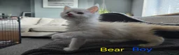 Maine Coon cats for sale: 12 Maine Coon kittens  - Advert 2