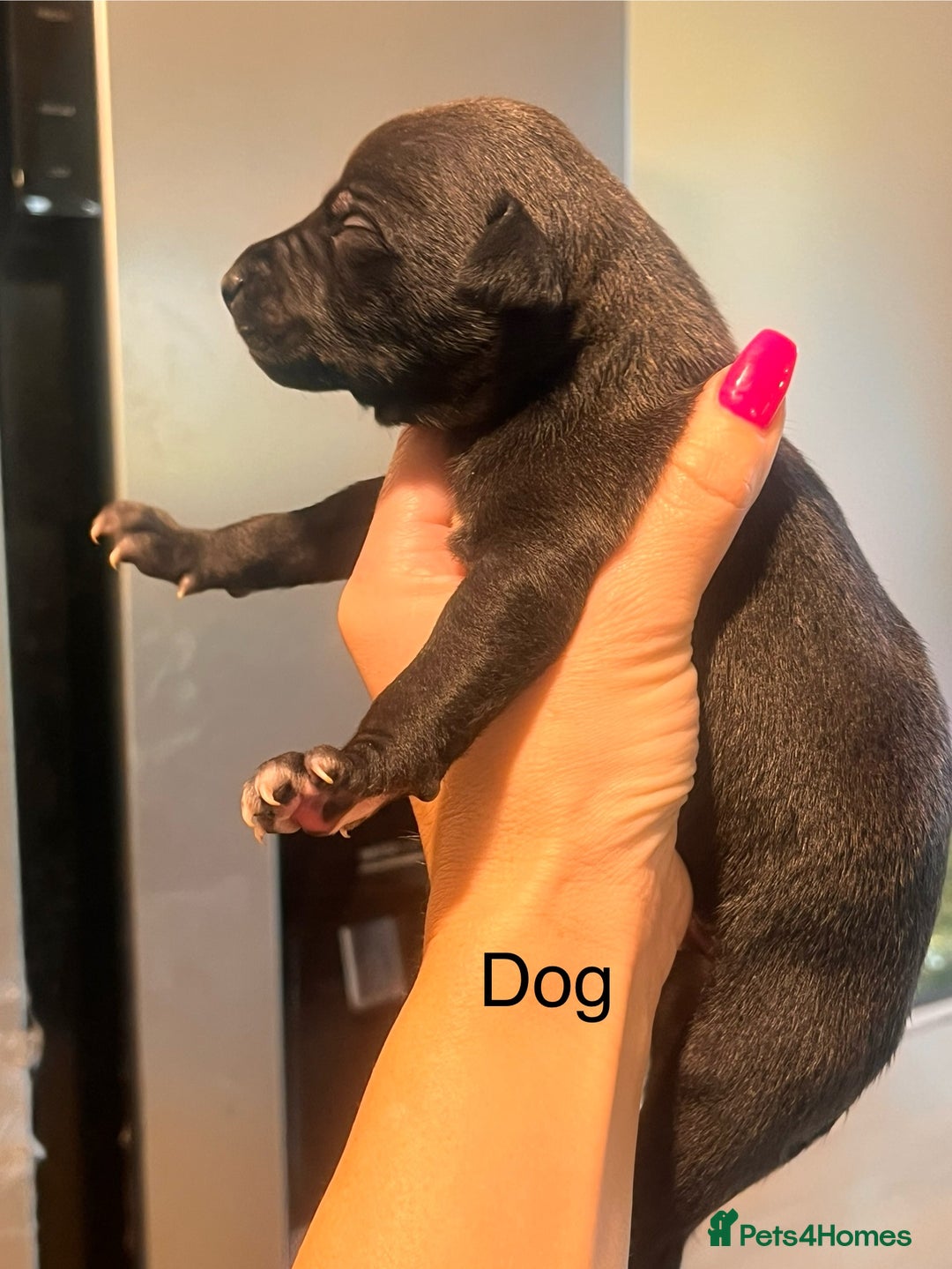 Whippet dogs for sale: Champion KC whippet puppies  - Advert 12