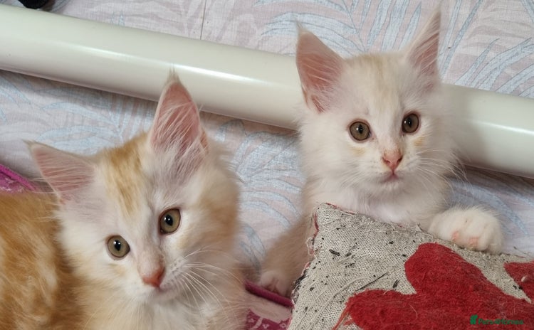 Maine Coon cats - Advert 8
