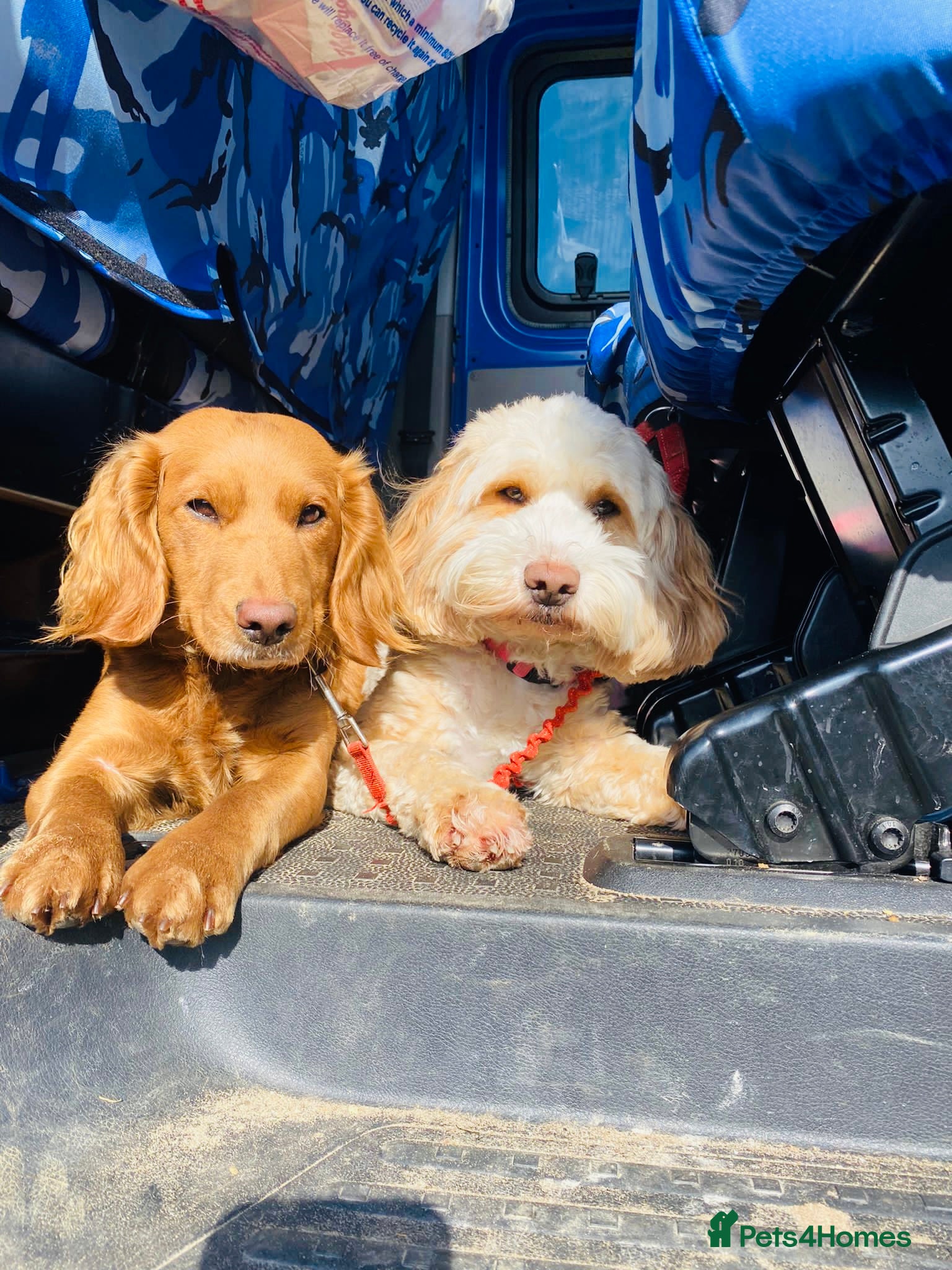 Cockapoo dogs 2x 5 year old female cockapoos - Advert 1