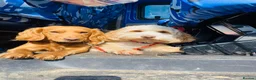 Cockapoo dogs for sale: 2x 5 year old female cockapoos - Advert 1