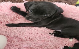 Staffordshire Bull Terrier dogs for sale: Staffie x Cockapoo puppies - Image 15