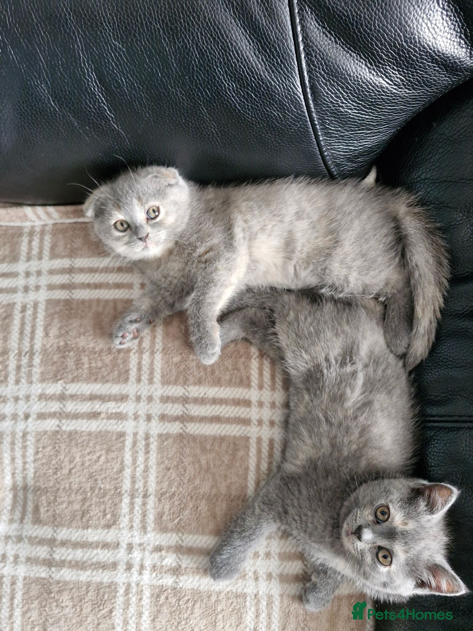 Scottish Fold cats Scottish Fold Kittens Looking for Their Homes  - Advert 1