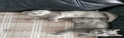 Scottish Fold cats for sale: Scottish Fold Kittens Looking for Their Homes  - Advert 3