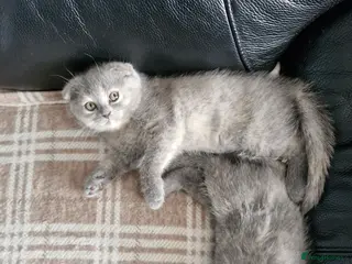Scottish Fold cats Scottish Fold Kittens Looking for Their Homes - Advert 1
