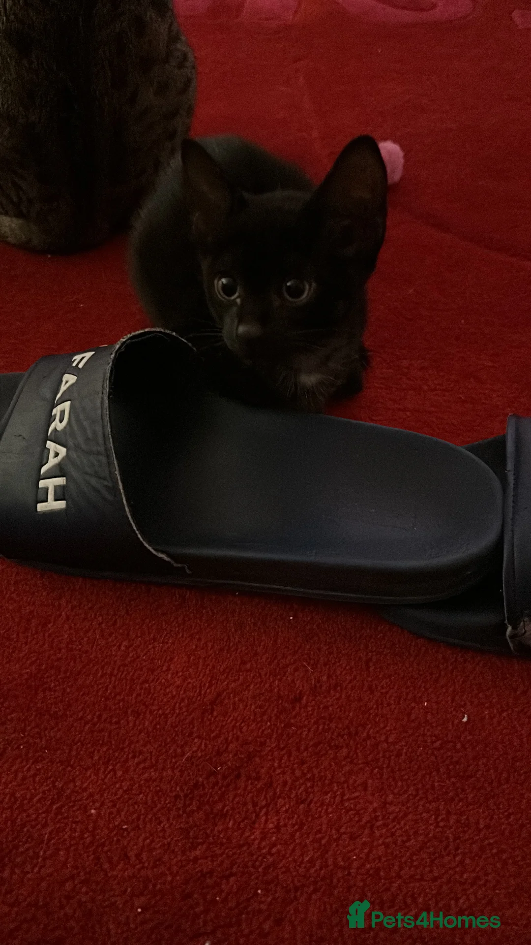 Savannah cats for sale: Stunning F3 Savannahs Last spotted girl - Advert 29