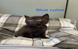 British Shorthair cats for sale: Half British blue short hair  - Image 11