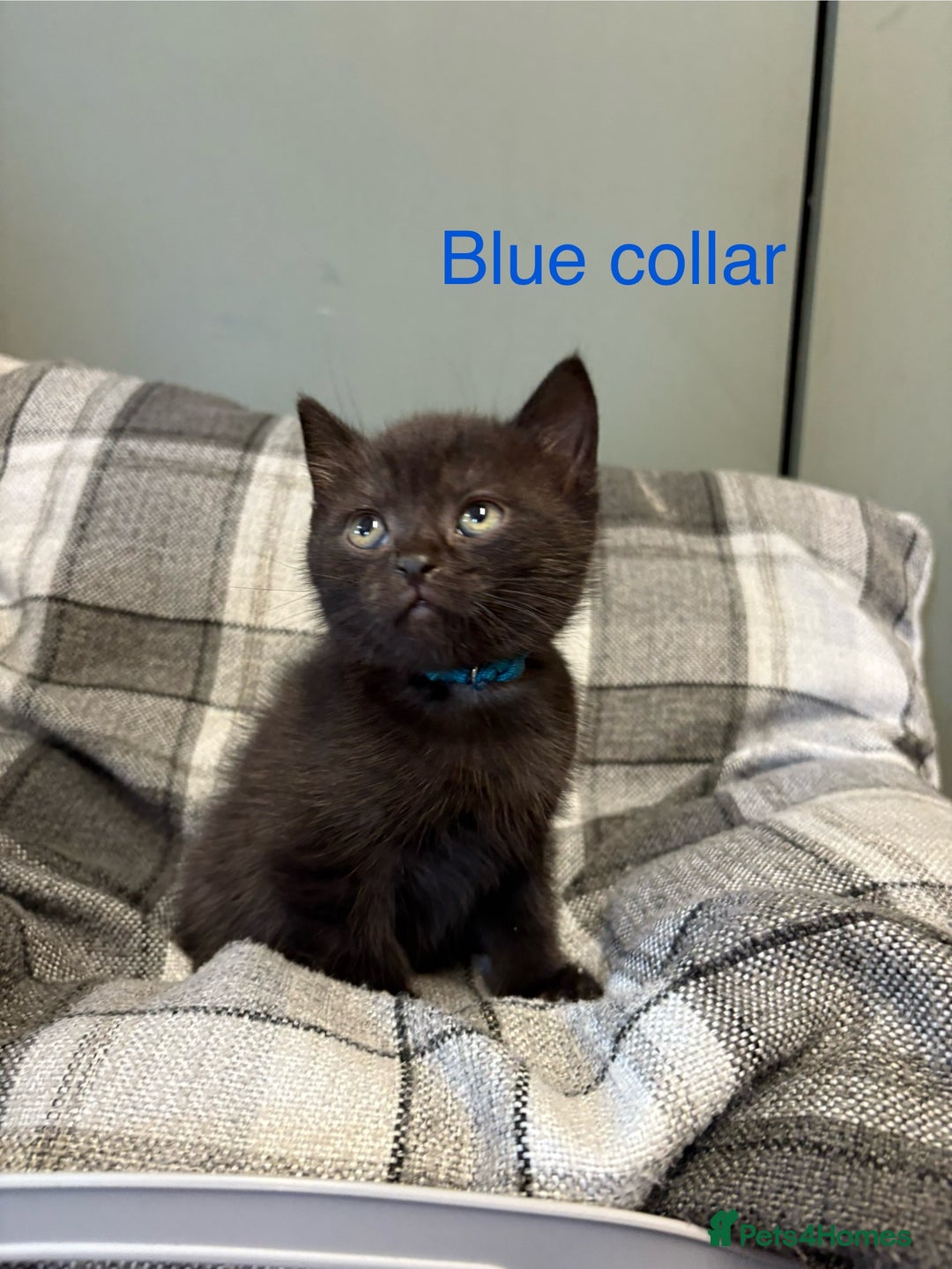 British Shorthair cats for sale: Half British blue short hair  - Image 11