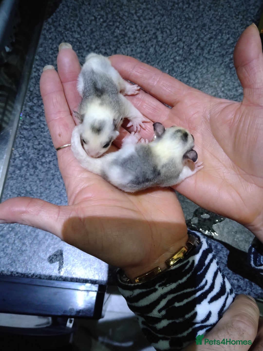 Sugar Glider rodents for sale: Stunning baby sugar glider  - Advert 9
