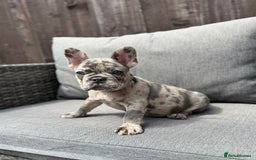 French Bulldog dogs for sale: French Bulldog Puppies–4 Girls & 2 Boys READY NOW  in Walton-on-Thames - Image 24