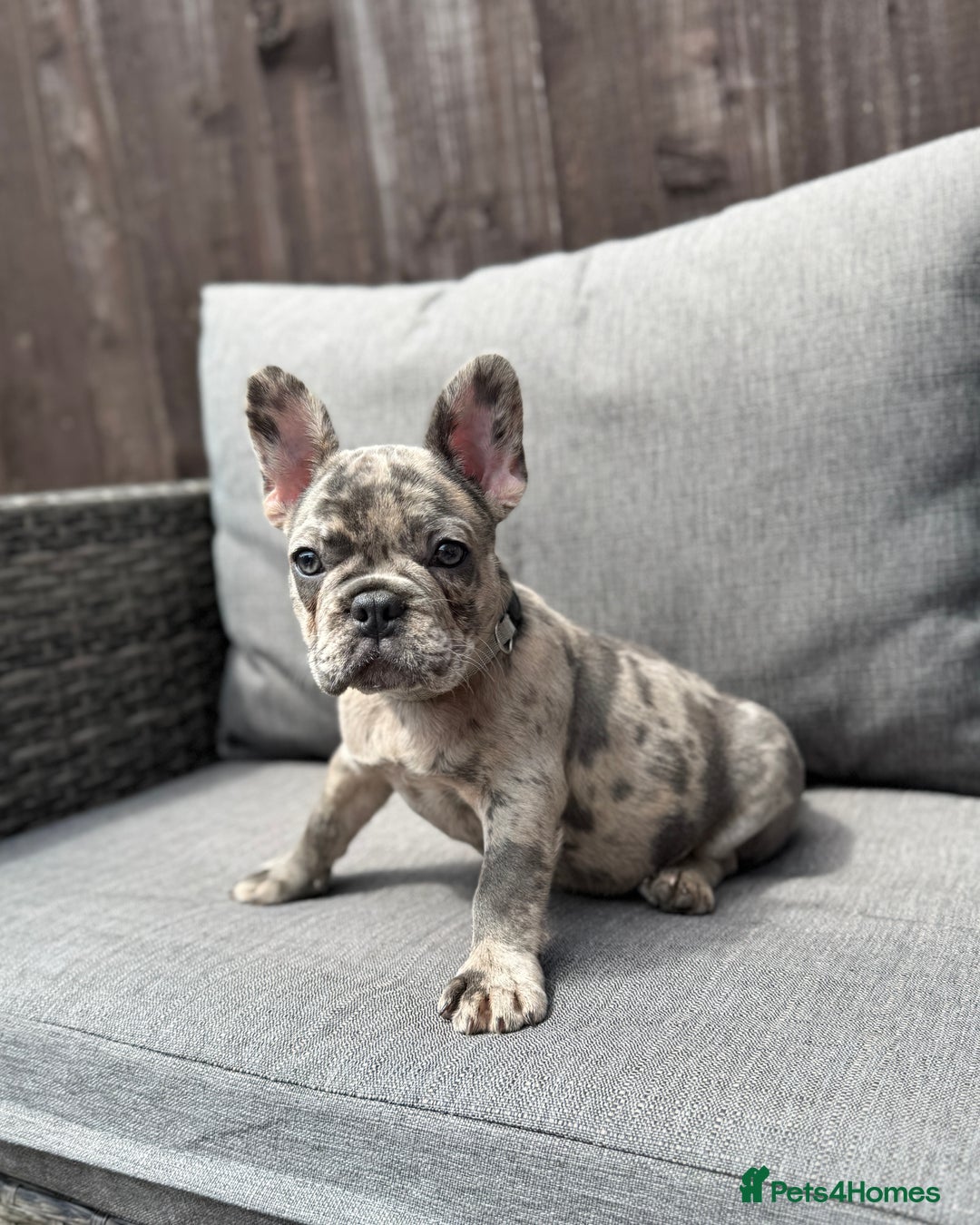 French Bulldog dogs for sale: French Bulldog Puppies–4 Girls & 2 Boys READY NOW  in Walton-on-Thames - Image 24