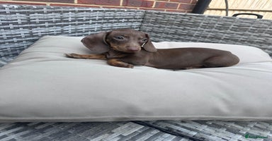 Miniature Dachshund dogs - Advert 16