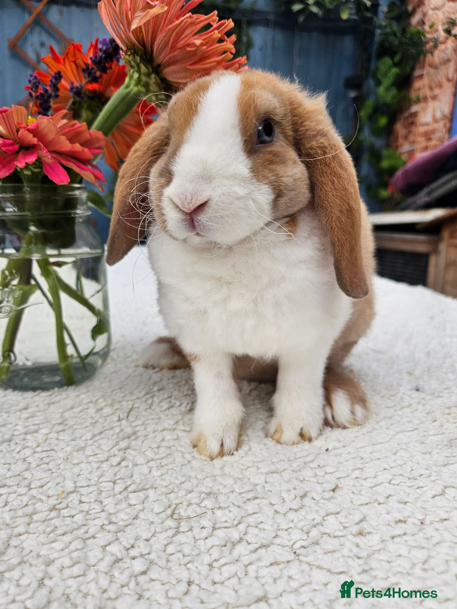 Mini Lop rabbits 9 weeks Pure bred Mini Plush Lops SUFFOLK PLUSH - Advert 1