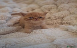 Exotic cats for sale: Beautiful Exotic kittens💫 - Image 2