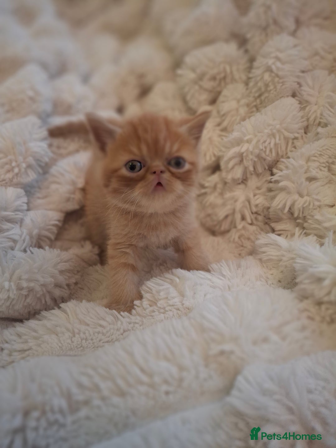 Exotic cats for sale: Beautiful Exotic kittens💫 - Image 2