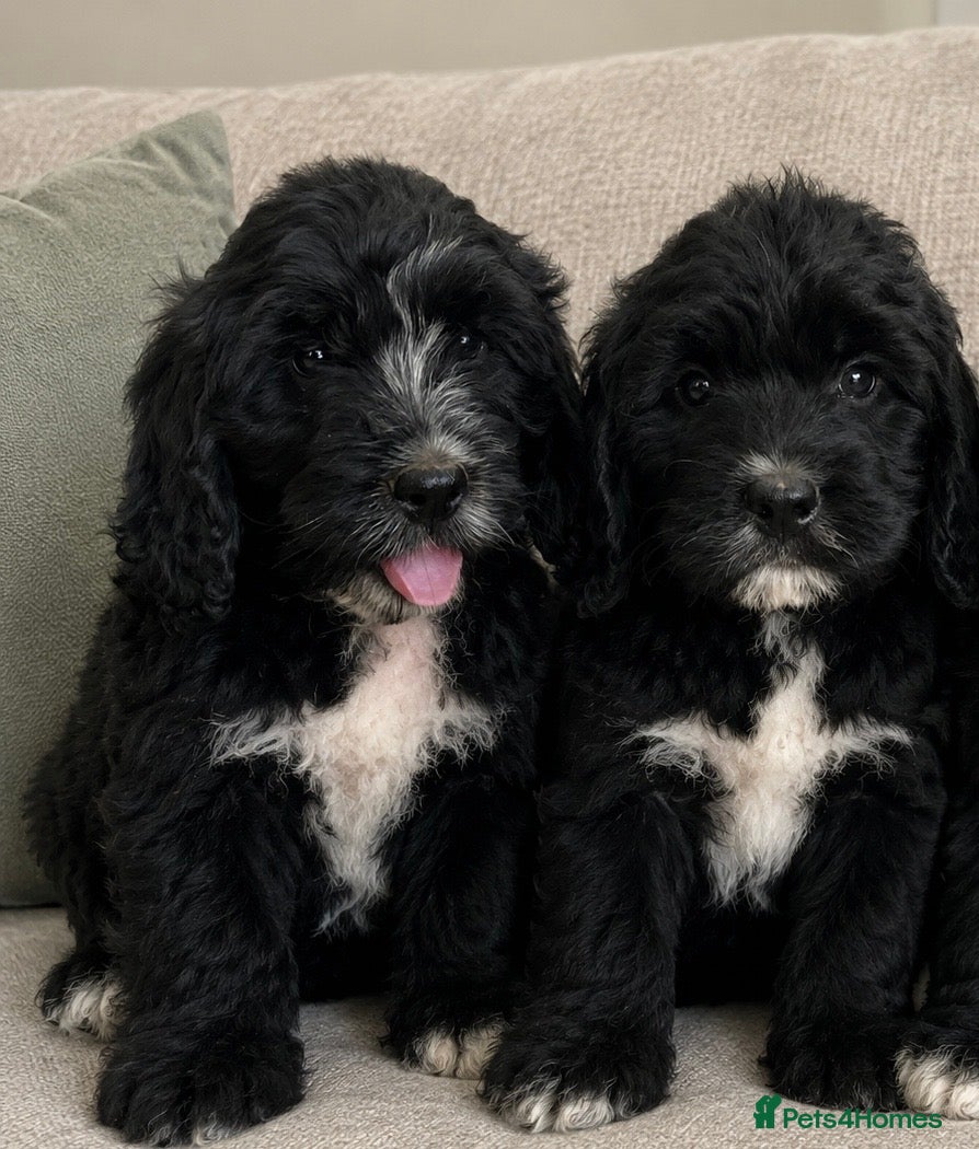 Bernedoodle dogs READY St Bernadoodle puppies..Holiday Cover - Advert 7