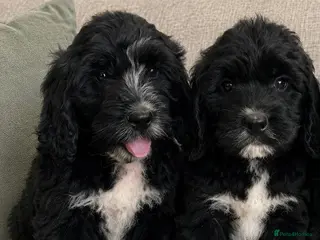 Bernedoodle dogs READY St Bernadoodle puppies..Holiday Cover - Advert 7