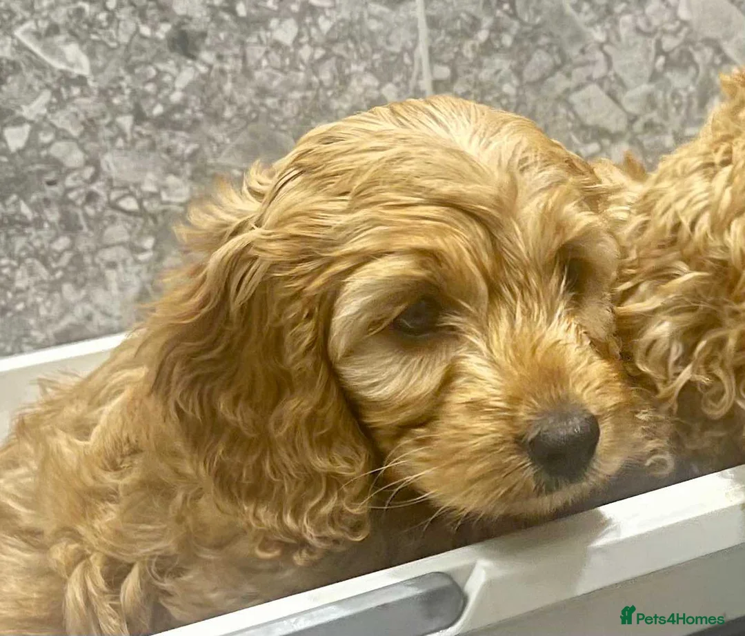 Cockapoo dogs for sale: Blond Boy Cockapoos looking for home - Advert 13