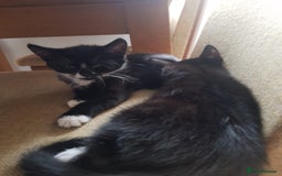 British Longhair cats for sale: Cats for free - Image 3
