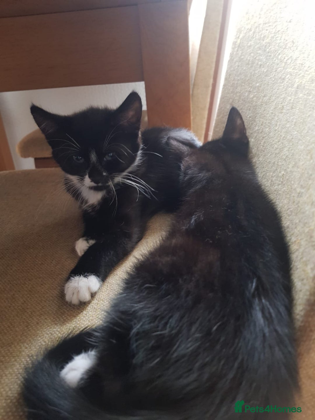 British Longhair cats for sale: Cats for free - Image 3