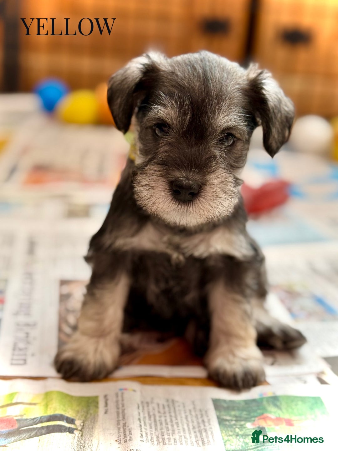 Miniature Schnauzer dogs for sale: ⭐️⭐️ KC REGISTERED PUPS ⭐️⭐️ - Image 7