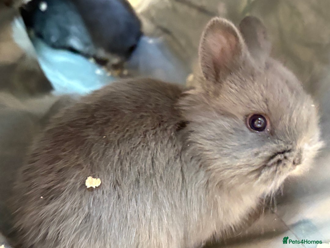 Netherland Dwarf rabbits for sale: Netherlands x lion heads  - Image 1