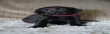 Labrador Retriever 4
