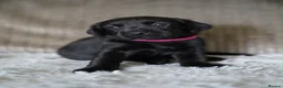 Labrador Retriever dogs for sale: Kennel Club Registered Labrador Puppies  - Advert 20