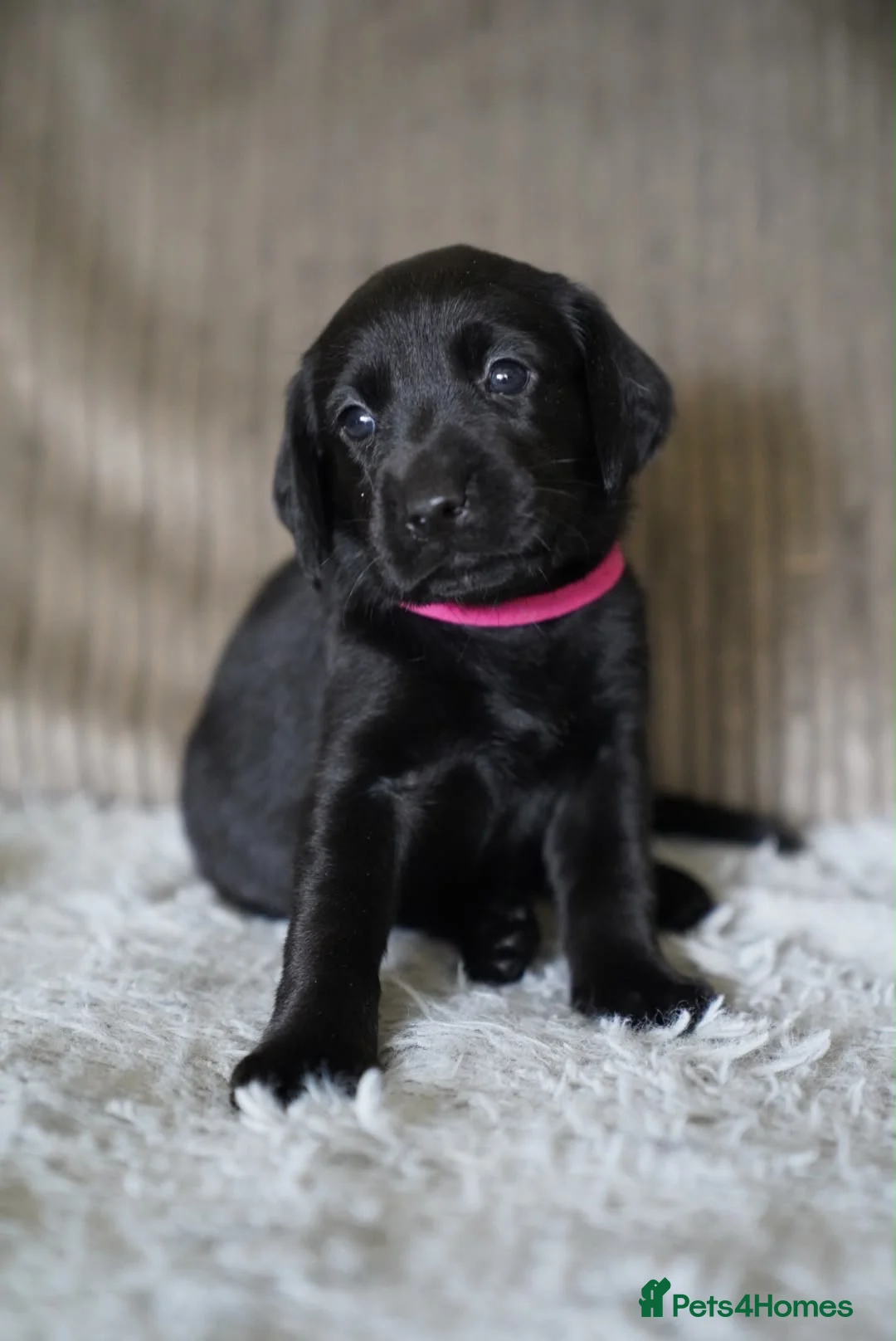 Labrador Retriever dogs for sale: Kennel Club Registered Labrador Puppies  - Advert 20