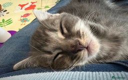 Mixed Breed cats for sale: Smokey Grey kittens for sale - Image 4