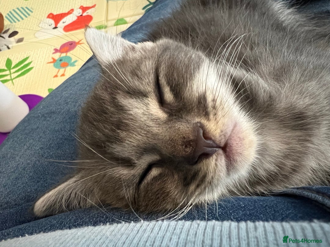 Mixed Breed cats for sale: Smokey Grey kittens for sale - Image 4