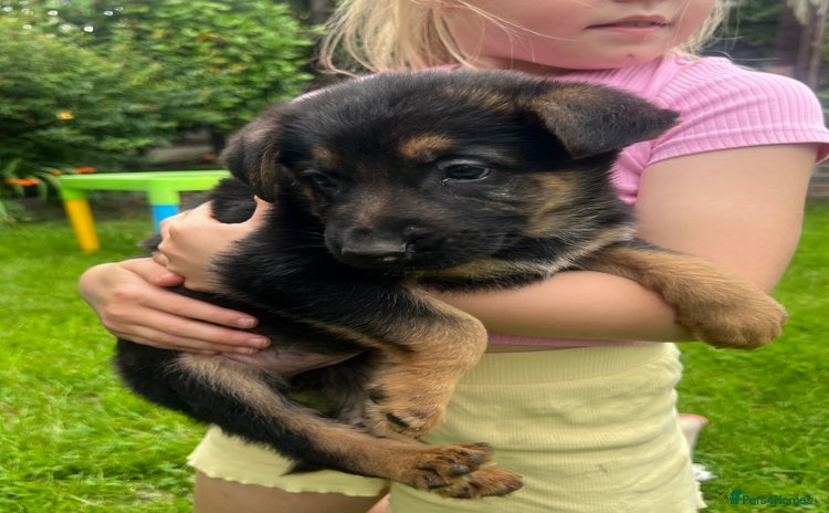 German Shepherd dogs - Advert 7