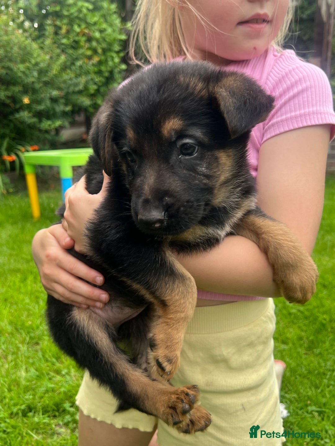 German Shepherd dogs for sale: German Shepherd Pups for Sale  - Image 1