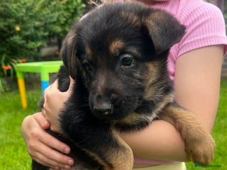 German Shepherd dogs - Advert 26