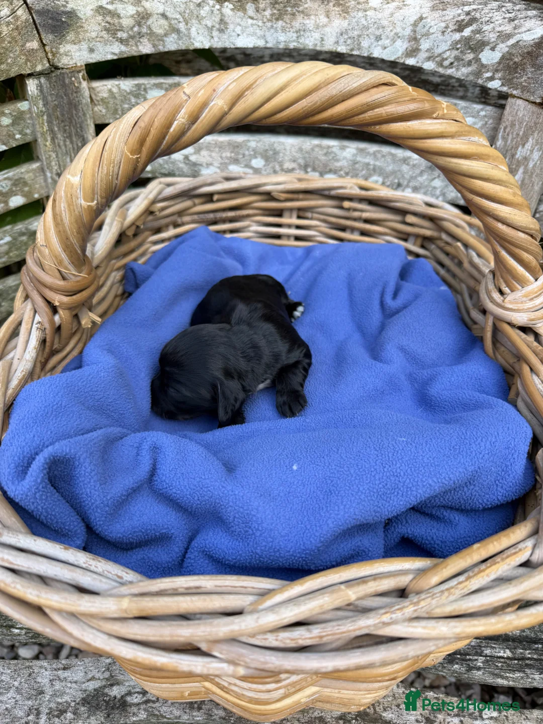 Cocker Spaniel dogs for sale: 1st Class ⭐️⭐️⭐️⭐️⭐️ Licensed - Advert 11