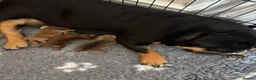 English Bulldog dogs for sale: English bulldog puppies  - Advert 4