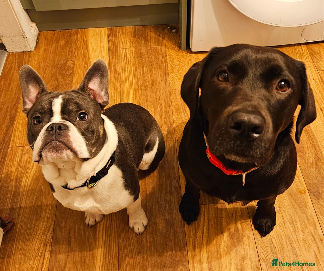 French Bulldog dogs for sale: French bulldog puppy 8 months old - Advert 4