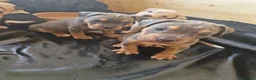Mixed Breed dogs for sale: American bull cross old tyme  in Skegness - Advert 18