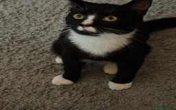 British Shorthair cats for sale: Two male kittens  - Image 2