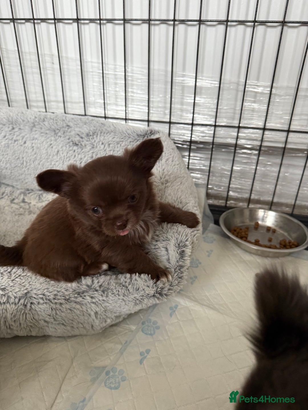 Chihuahua dogs for sale: Chihuahua puppies  - Advert 1