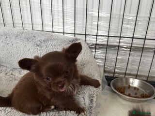 Chihuahua dogs Chihuahua puppies - Advert 1