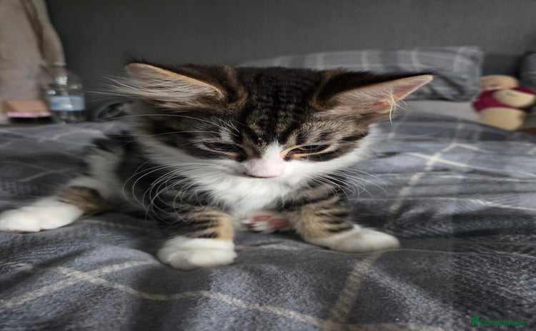 Mixed Breed cats Fluffy kitten for forever home - Advert 15