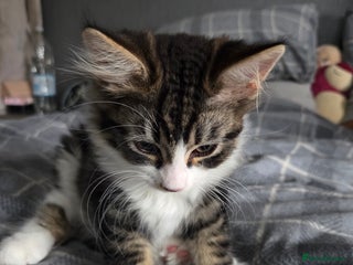 Mixed Breed cats Fluffy kitten for forever home - Advert 1
