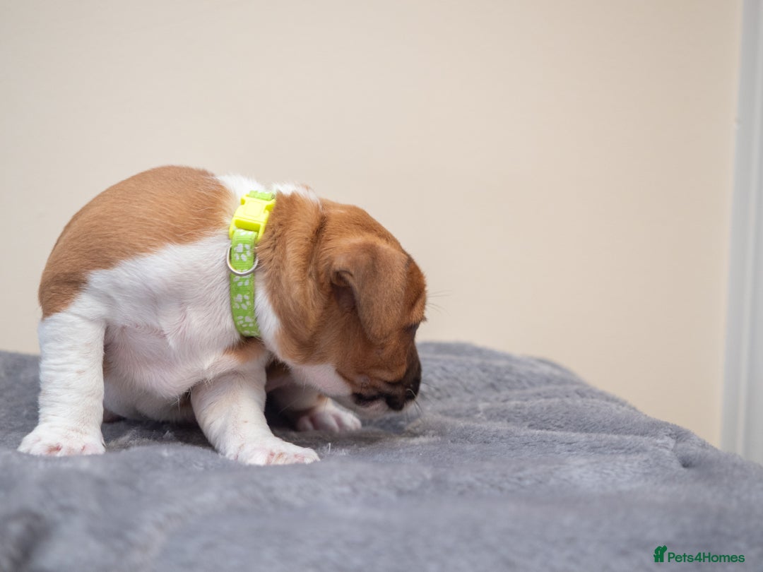 Plummer Terrier dogs for sale: Lovely Plummer Pupps - Advert 29