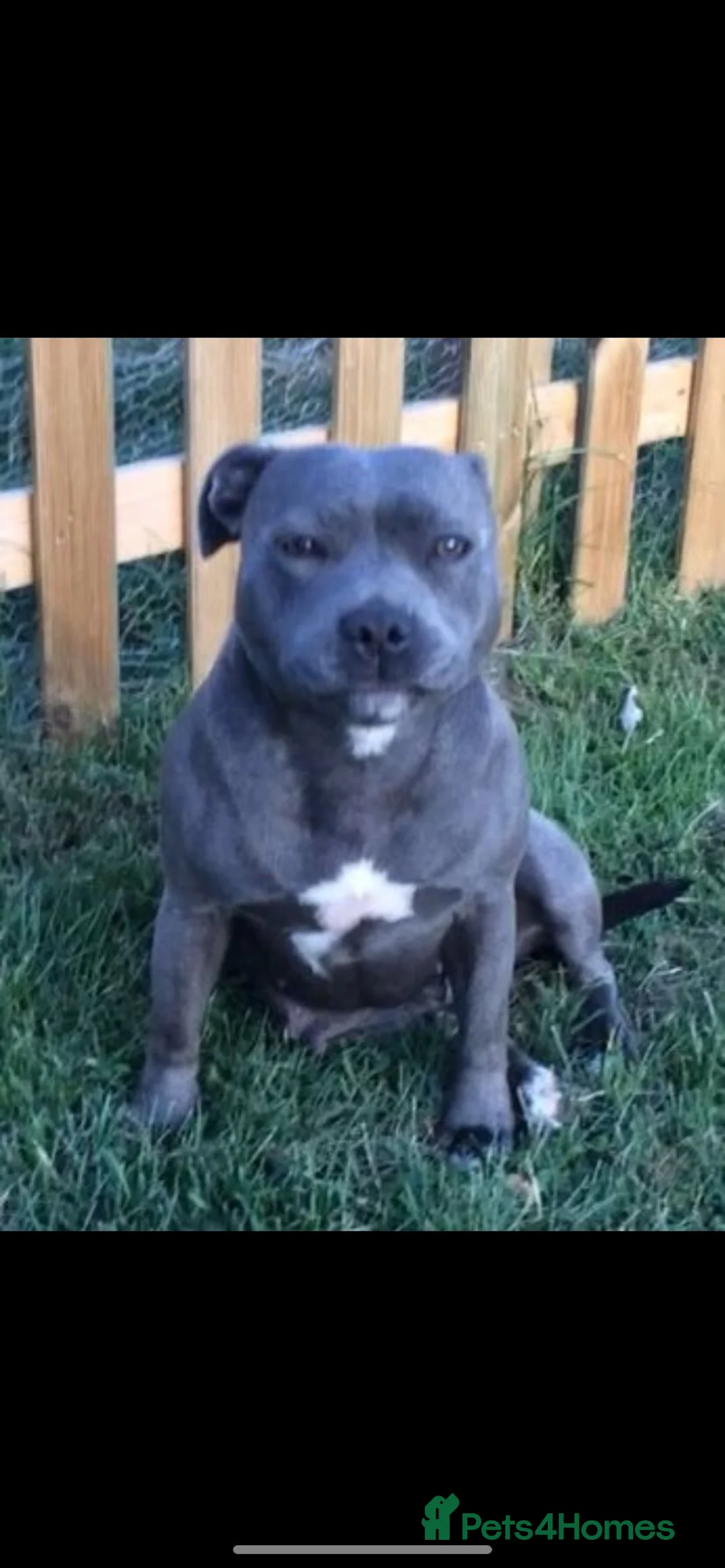 Staffordshire Bull Terrier dogs for sale: Extensively Health Tested KC S.B.T - Advert 40